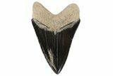 Serrated, Fossil Megalodon Tooth - Gorgeous Color #84151-2